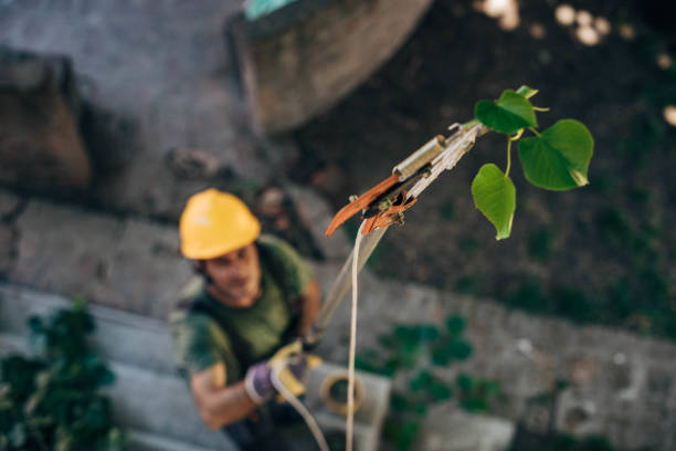 The Steps Involved in Our Tree Care Process in Jarales, NM